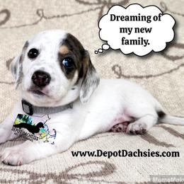 Spot AKC - Black and cream male Dachshund puppy in South Easton, Massachusetts from Depot Dachsies