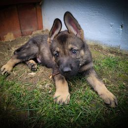 German Shepherd and Pembroke Welsh Corgi Puppies from J&R Shepherds & Corgis