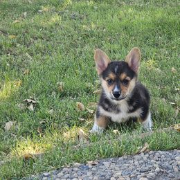 Flinstone - Black and tan Pembroke Welsh Corgi puppy in Sacramento, California from Precious Valley Corgi