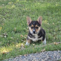 Flinstone - Black and tan Pembroke Welsh Corgi puppy in Sacramento, California from Precious Valley Corgi
