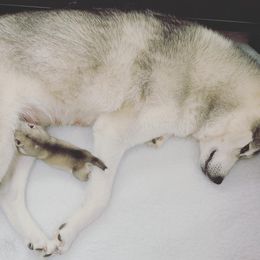 Siberian Husky Puppies from Sassenach Siberians