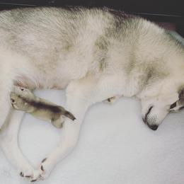 Siberian Husky Puppies from Sassenach Siberians