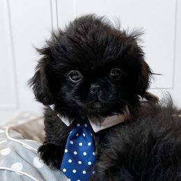 Alex - Black Pekingese puppy in Florida from Premium Pekingese
