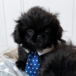 Alex - Black Pekingese puppy in Florida from Premium Pekingese