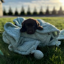 Labrador Retriever Puppies from Buena Vista Labradors