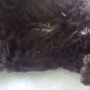 Mr. Blue - Brown Spanish Water Dog puppy in Staunton, Virginia from Spinaz de Can