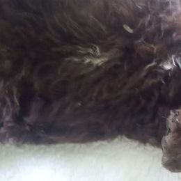 Mr. Blue - Brown Spanish Water Dog puppy in Staunton, Virginia from Spinaz de Can