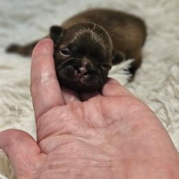 AKC, LIVER, BOY - Liver male Shih Tzu puppy in Dexter, Kentucky from Enchanting Shih tzu