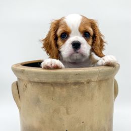 Romeo - Blenheim male Cavalier King Charles Spaniel puppy in Eau Claire, Wisconsin from Regal Cavaliers