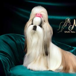 Shih Tzus from Maldiz shih tzu