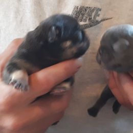 French Bulldog Puppies from Liebsthal