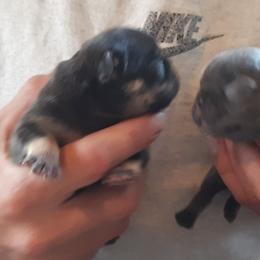 French Bulldog Puppies from Liebsthal