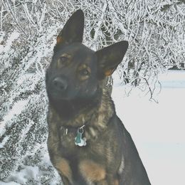 Em - German Shepherd
