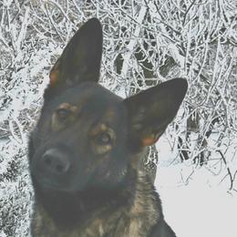 Em - German Shepherd