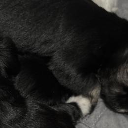 Miniature Schnauzers from Dara's Miniature Schnauzers
