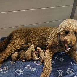 Goldendoodle puppies from Cute & Curly Doodles