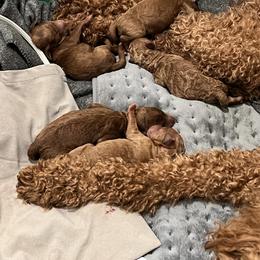 Boykin Spaniel and Goldendoodle Puppies from Double Shot Boykins