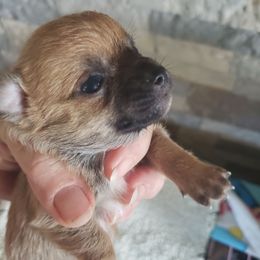 Buster - Chocolate sabled fawn male Chihuahua puppy in Nc, Florida from Brusseluv2