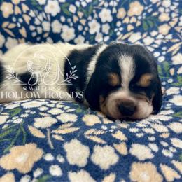 Faye - Black white and brown female Basset Hound puppy in Richmond, Kentucky from Walters Hollow Hounds