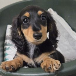 Male 1 - Black and tan male Dachshund puppy in Orfordville, Wisconsin from Spring Valley Dachshunds