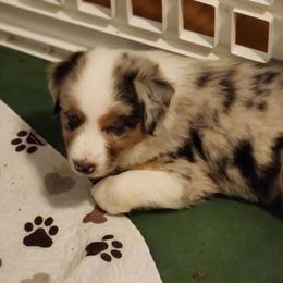 Blue merle boy. - Blue merle male Australian Shepherd puppy in Tallahassee, Florida from H&H Red Gate Farm