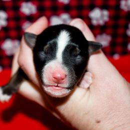 Jinx - Black tri female Miniature Australian Shepherd puppy in Akeley, Minnesota from Rustic Original Aussies
