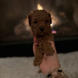 Cider - Apricot male Goldendoodle puppy in Noblesville, Indiana from R and H Doodles