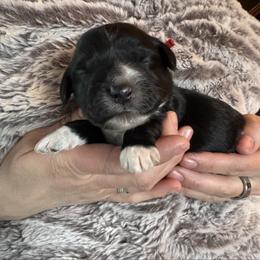 Ruby - Black and white female Aussiedoodle puppy in Columbia Falls, Montana from Firefly Horse Co Wellness Retreat Center