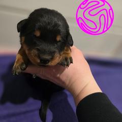 Pink - Black and rust female Beauceron puppy in Batavia, New York from Oakland Beaucerons
