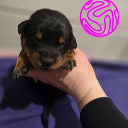 Pink - Black and rust female Beauceron puppy in Batavia, New York from Oakland Beaucerons