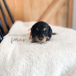 Cheddar - Black & tan tri-color female Maltipoo puppy in Huntsville, Texas from Nelson Creek Farms