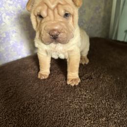 Chinese Shar-Pei Puppies from Blackwitch Farms