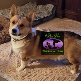 Johnny - Pembroke Welsh Corgi