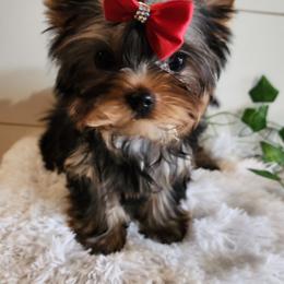 Yorkshire Terrier Puppies from Hetzel’s Enchanted Yorkies (Michigan)