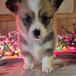 Miss Candy cane - Sable female Pembroke Welsh Corgi puppy in Checotah, Oklahoma from Skoal Creek Corgi's