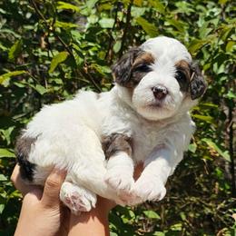 Butterfingers - Grey and white female Bernedoodle puppy in Decatur, Georgia from So Adoodable