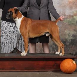 Captain - Boxer
