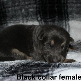 Black collar female - Blue female German Shepherd puppy in Ann Arbor, Michigan from Von Der Havier German Shepherds