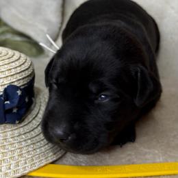 Cheyanne - Black female Labrador Retriever puppy in Grants Pass, Oregon from KnR Antler Dogs ~ Labrador Retrievers & Corgis