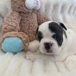 French Bulldog Puppies from Happy French Bulldogs