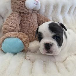 French Bulldog Puppies from Happy French Bulldogs
