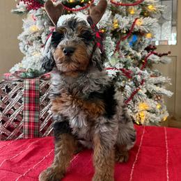 Casper - Merle male Goldendoodle puppy in Norman, Oklahoma from Wilson Family Companions