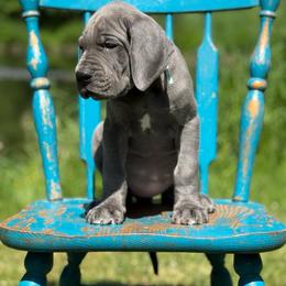 Bramble - Blue female Great Dane puppy in Beulah, Michigan from Northwood Euro Danes and Bassets