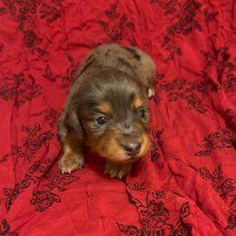 Belle - Dapple female Dachshund puppy in Norman, Oklahoma from Mother of Dachshunds