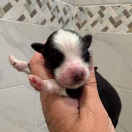 Charity - Black tri female Miniature Australian Shepherd puppy in Taylor, Arizona from Holy Ghost Ranch, Inc