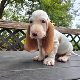 Bocephus - Red and white male Basset Hound puppy in Denison, Texas from Emma Lou's Baby Bassets