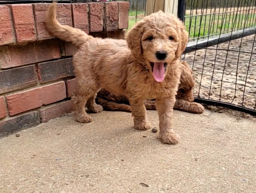 Hank - Labradoodle puppy in Mckenzie, Tennessee from Small Town Doodles & Poodles