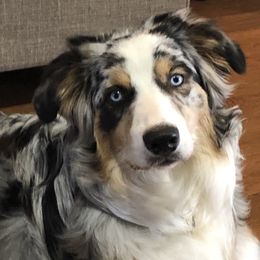 Winston - Australian Shepherd