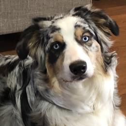 Winston - Australian Shepherd