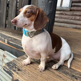 Bree - Dachshund